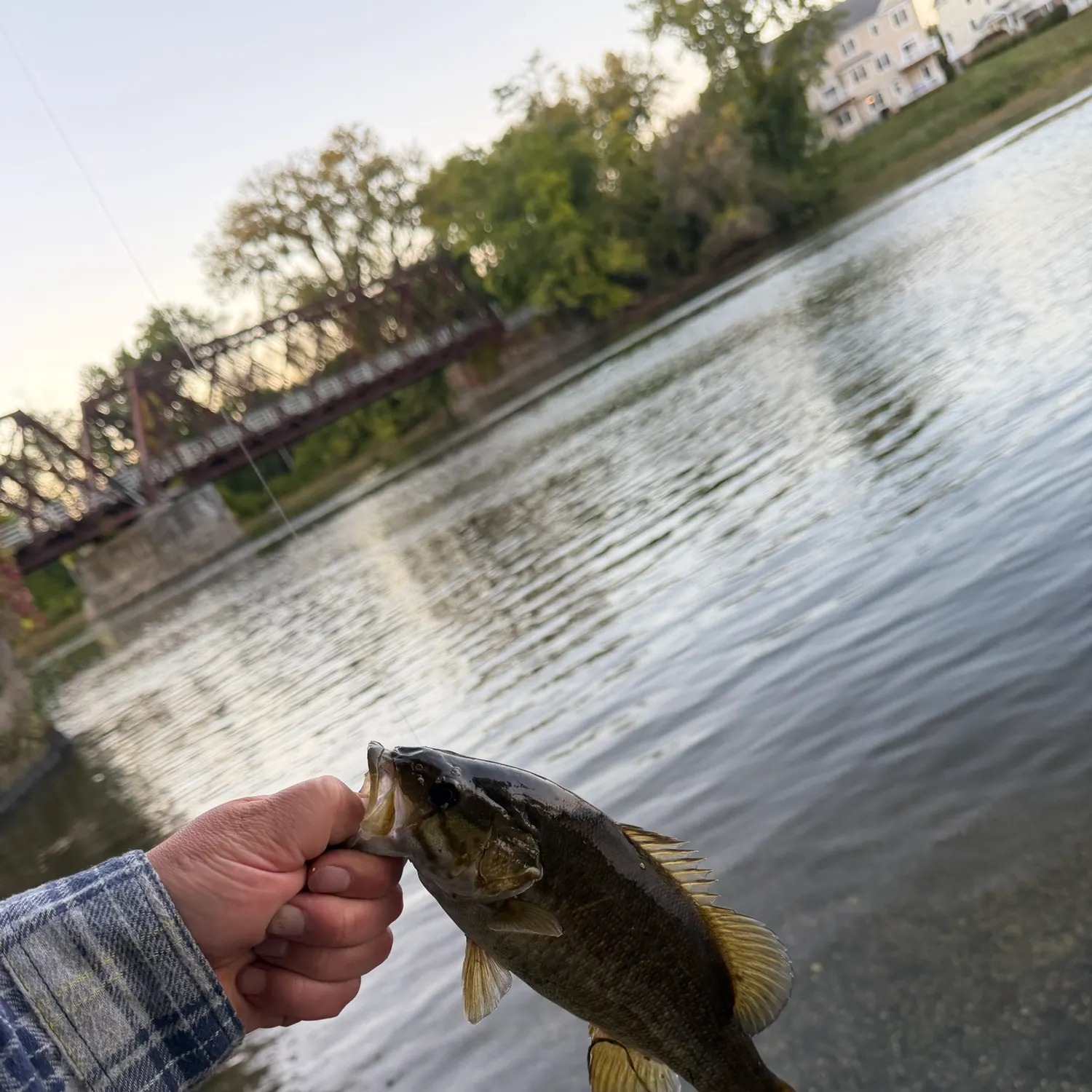 Smallmouth bass caught on Fishbrain