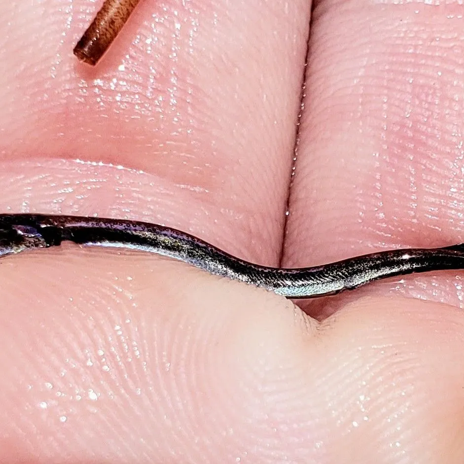 The most recent Redfin needlefish catches on Fishbrain