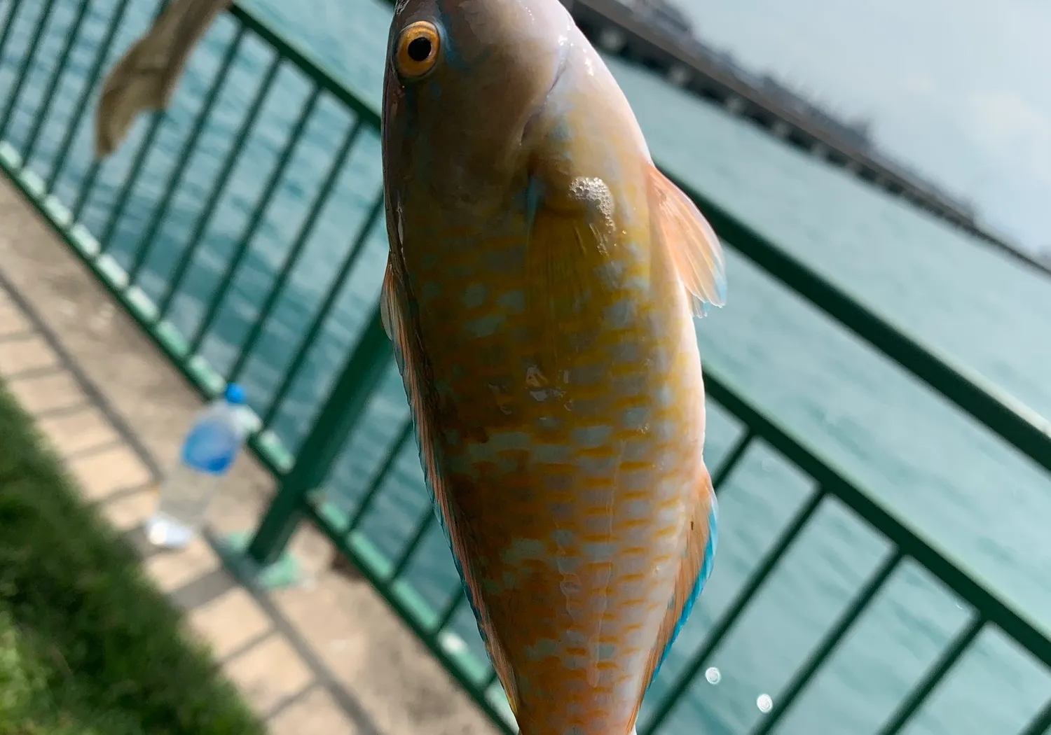 Blue-barred parrotfish