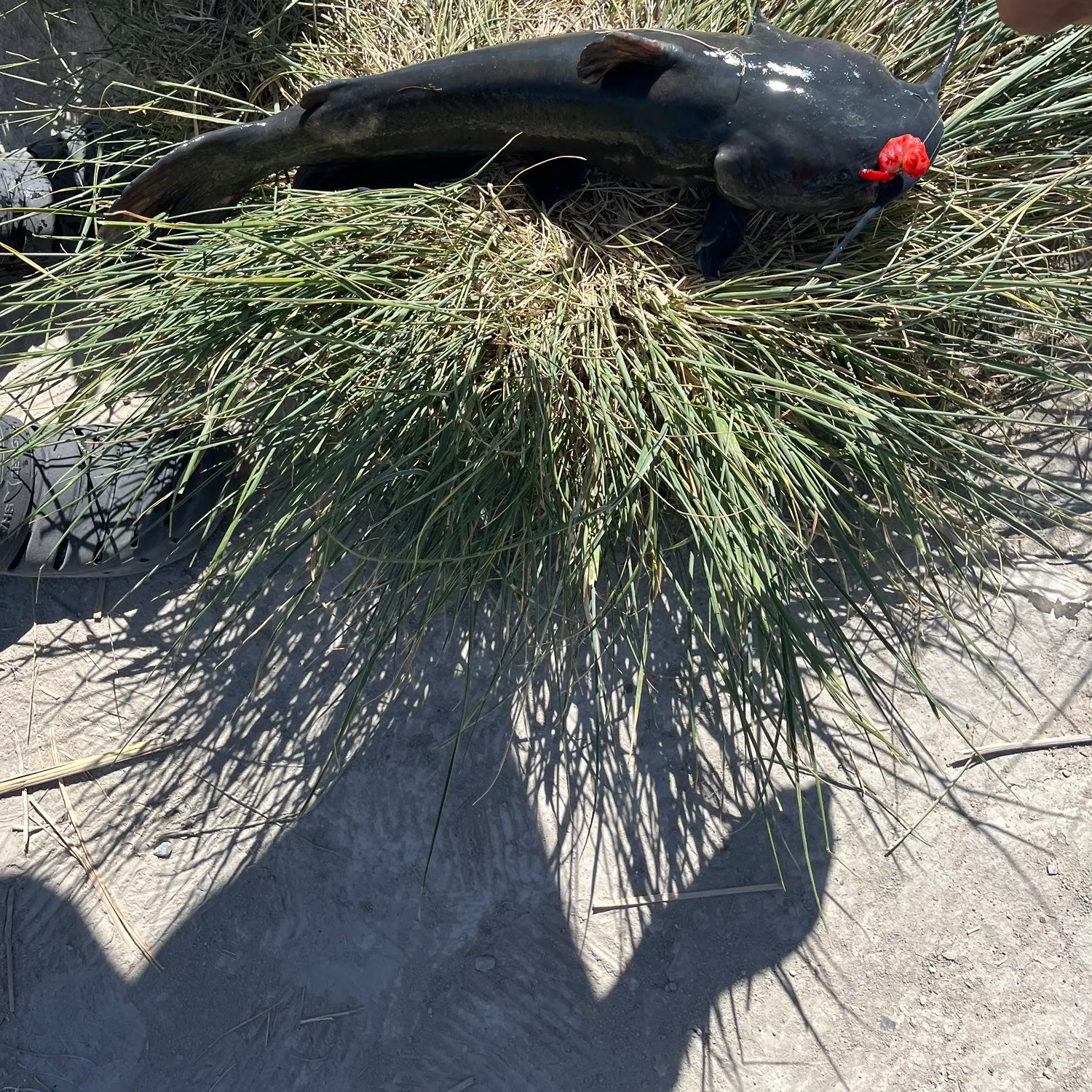 The most recent Black bullhead catches on Fishbrain