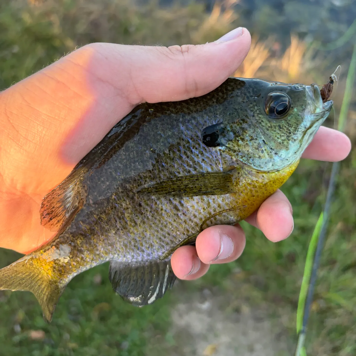 Bluegill caught on Fishbrain
