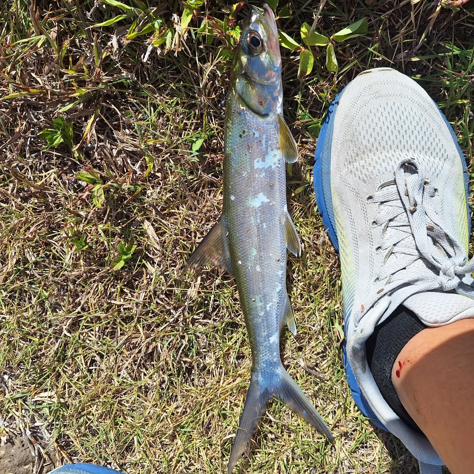 The most recent Hawaiian ladyfish catches on Fishbrain