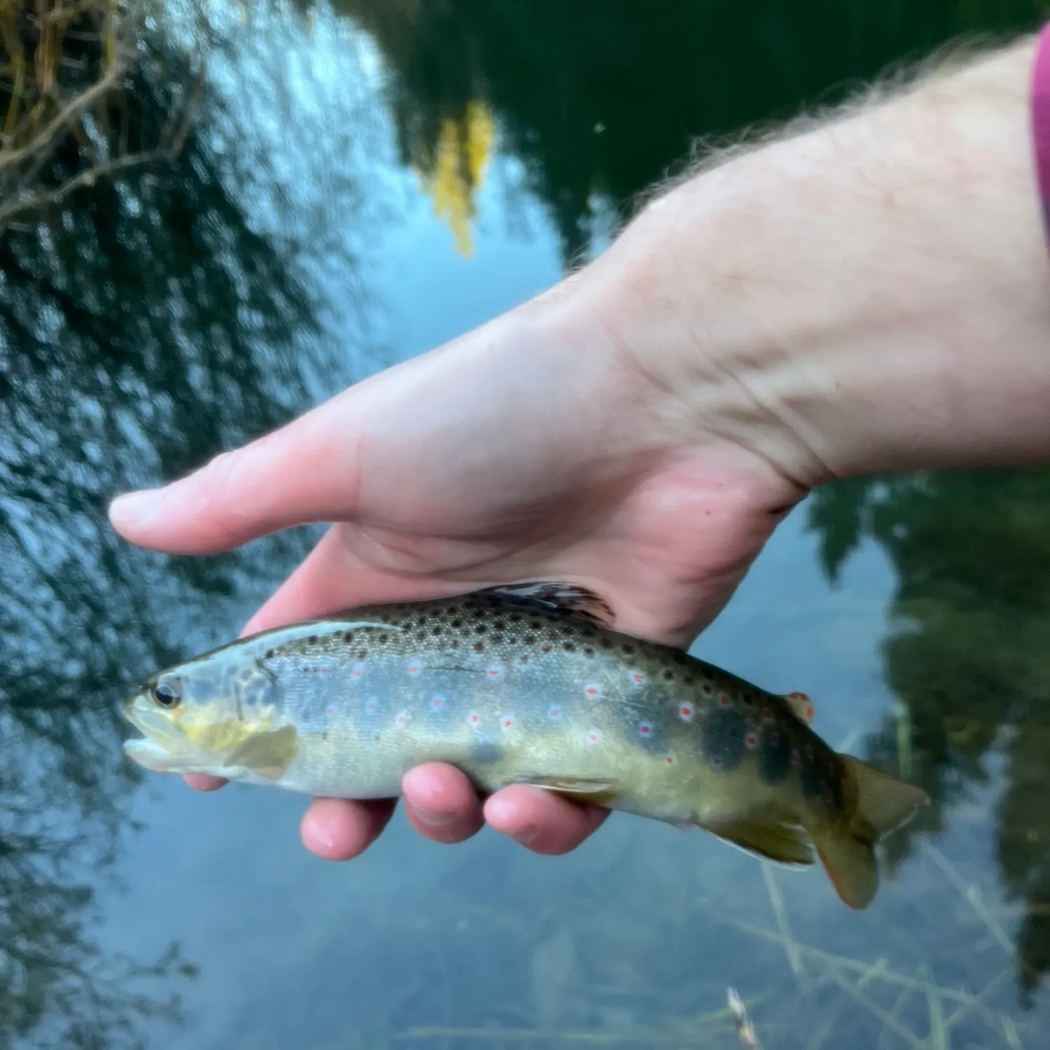 Brown trout caught on Fishbrain