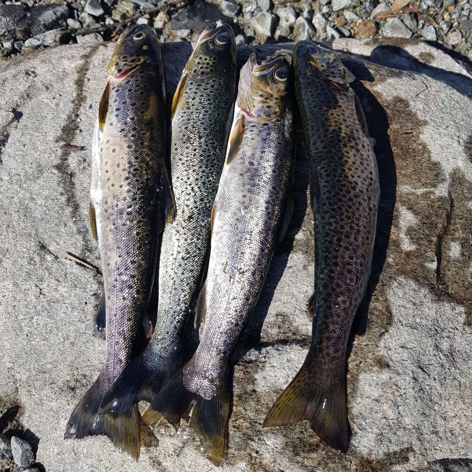 recently logged catches