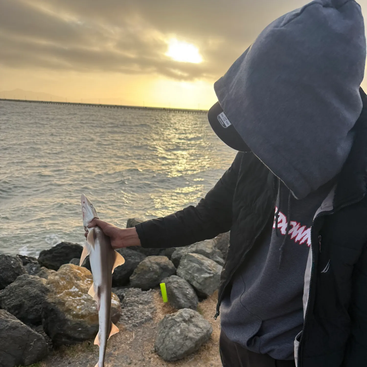 The most recent Brown smooth-hound catches on Fishbrain