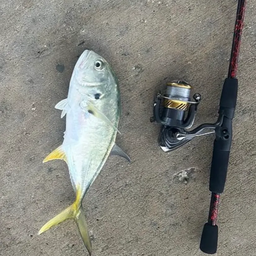 Crevalle jack caught on Fishbrain