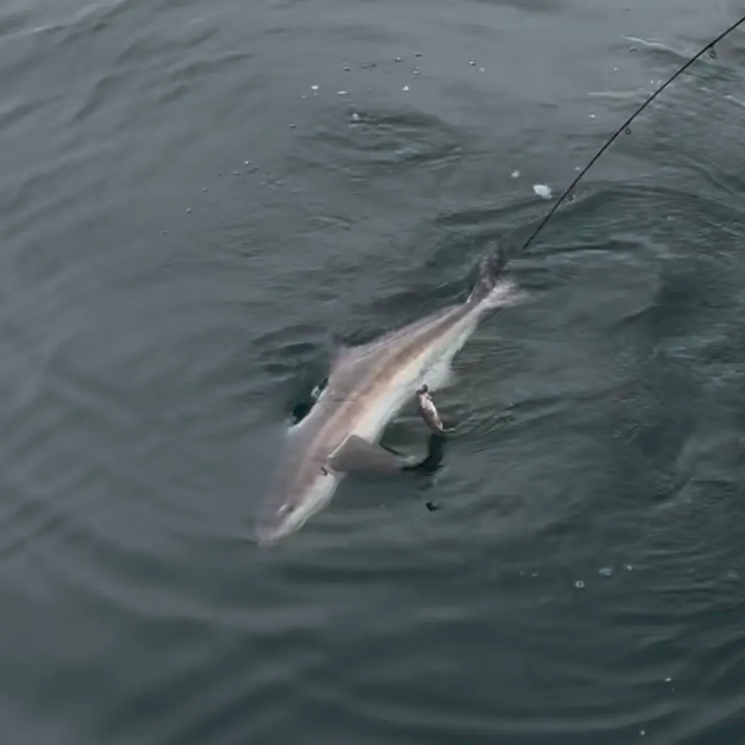 The most recent Cobia catches on Fishbrain