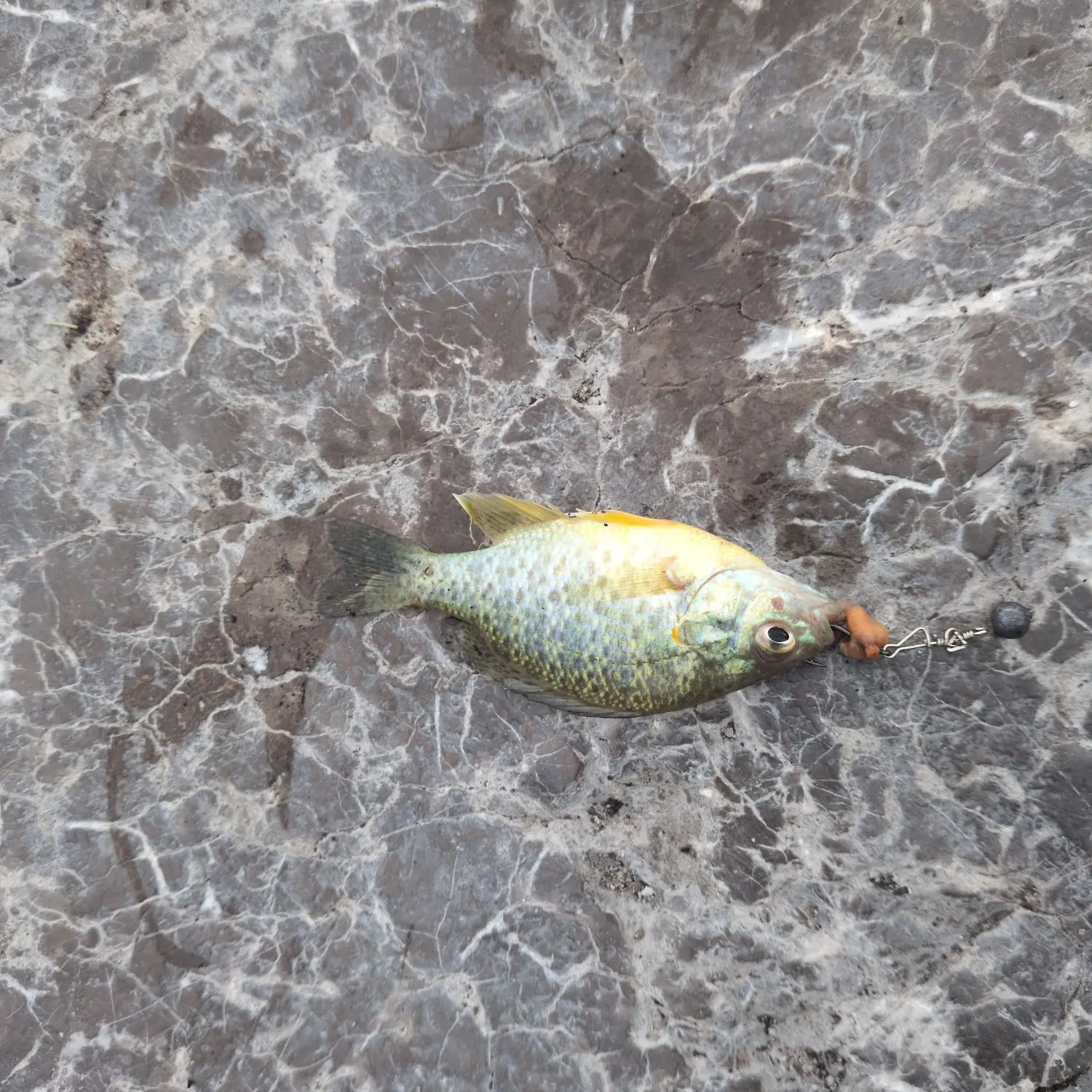 Pumpkinseed caught on Fishbrain