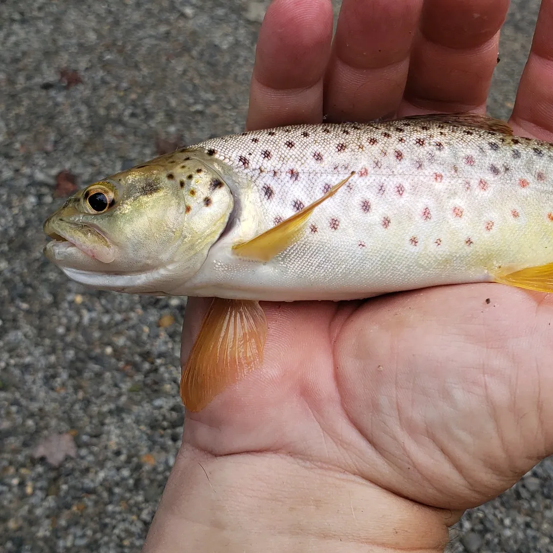 Brown trout caught on Fishbrain