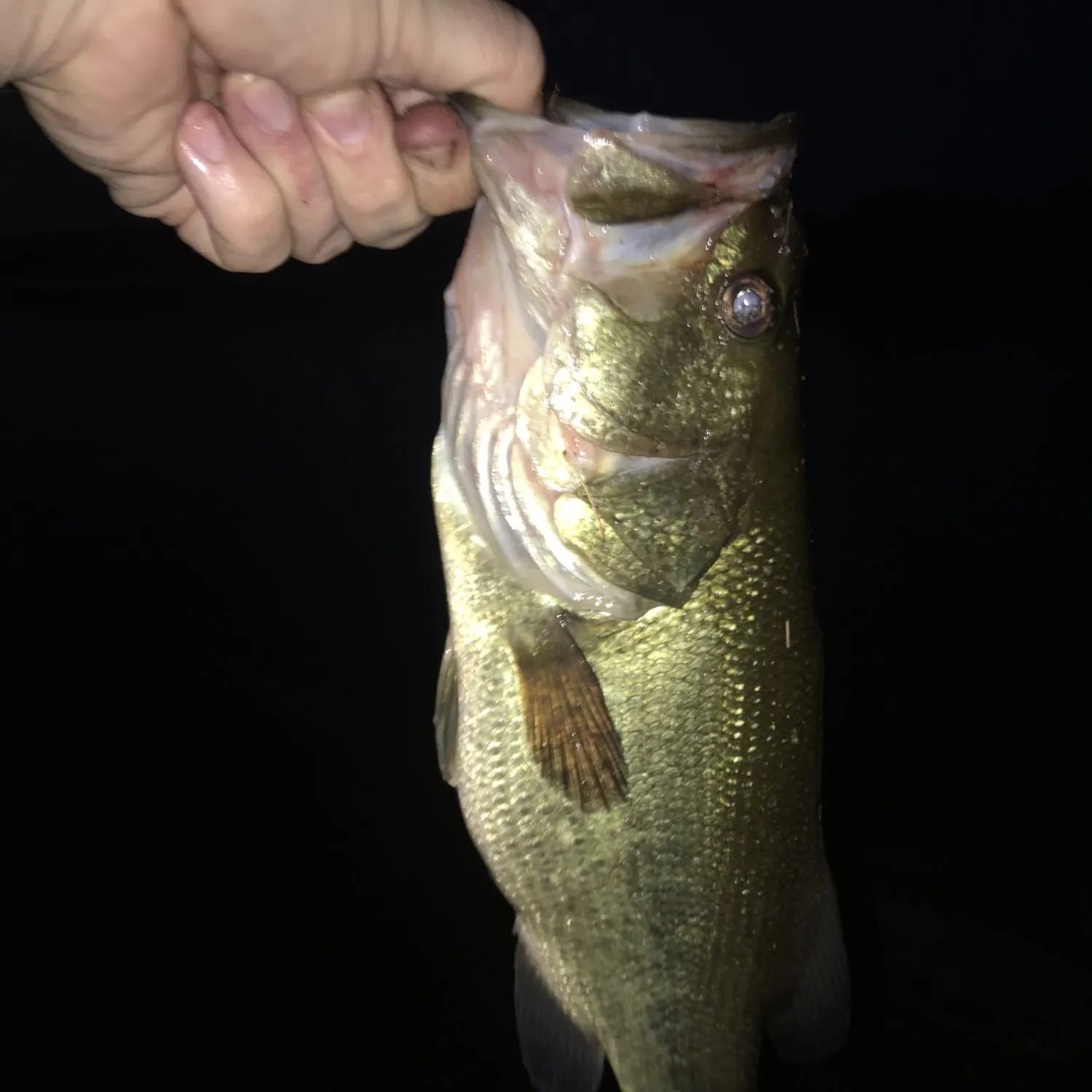 angler catch