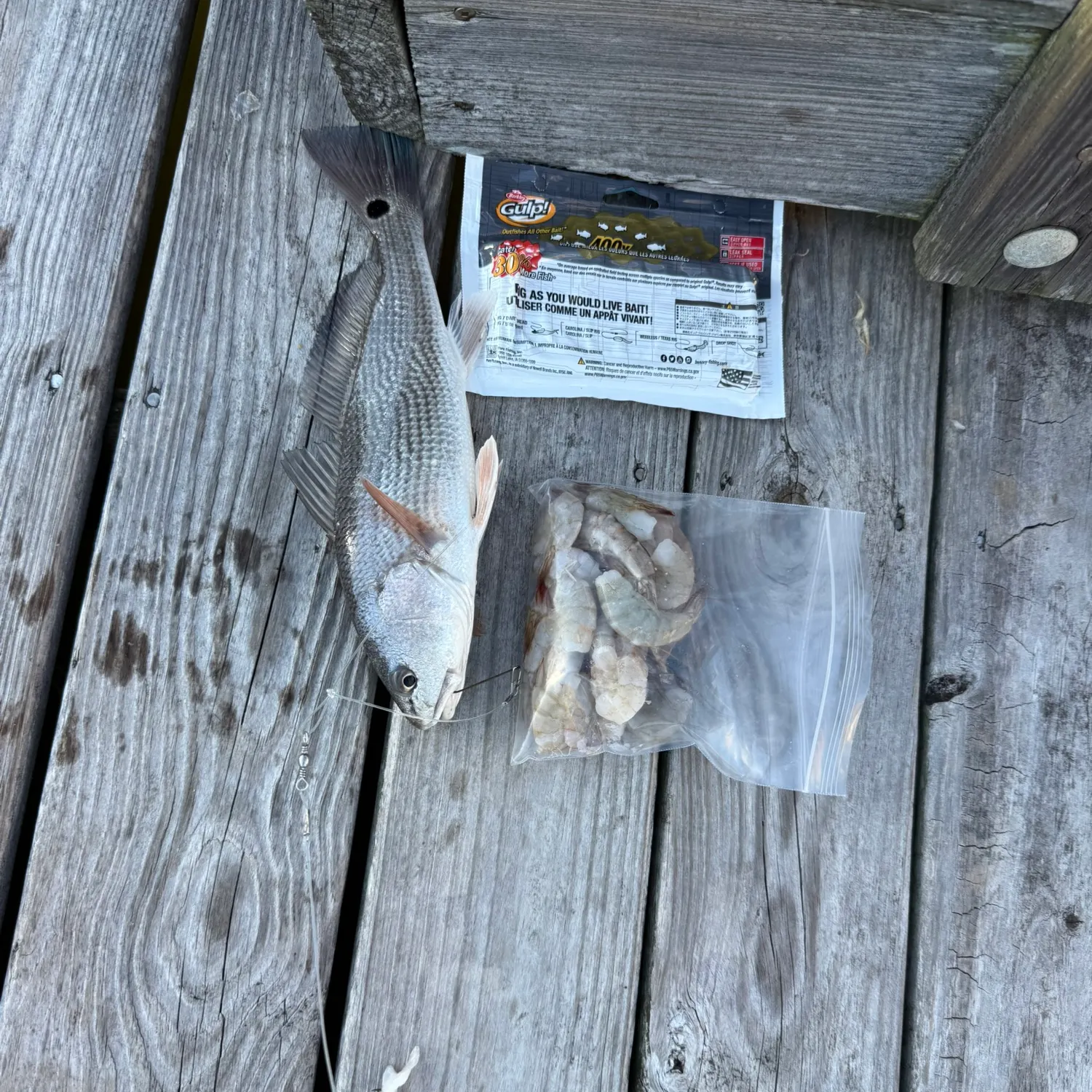 Red drum caught on Fishbrain