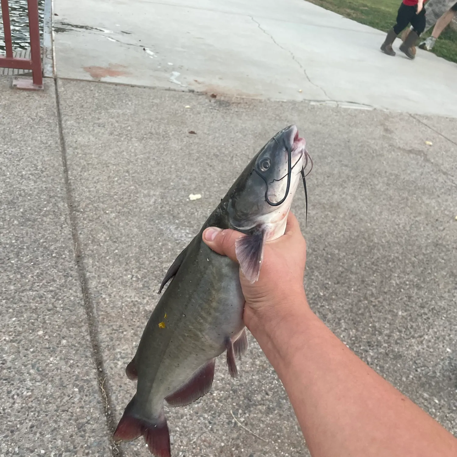 Channel catfish caught on Fishbrain