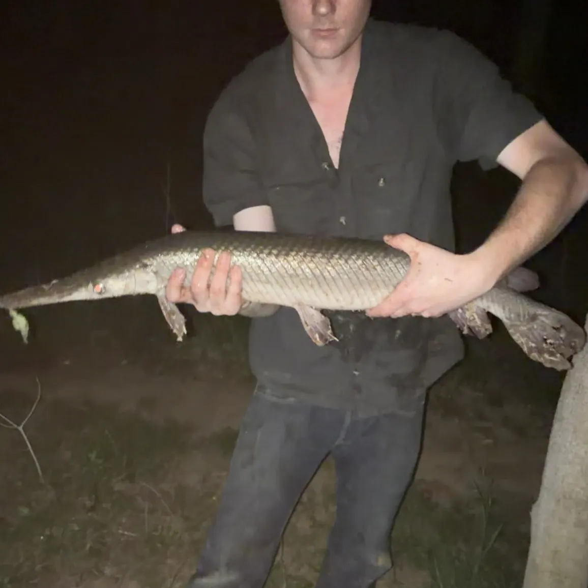 The most recent Spotted gar catches on Fishbrain