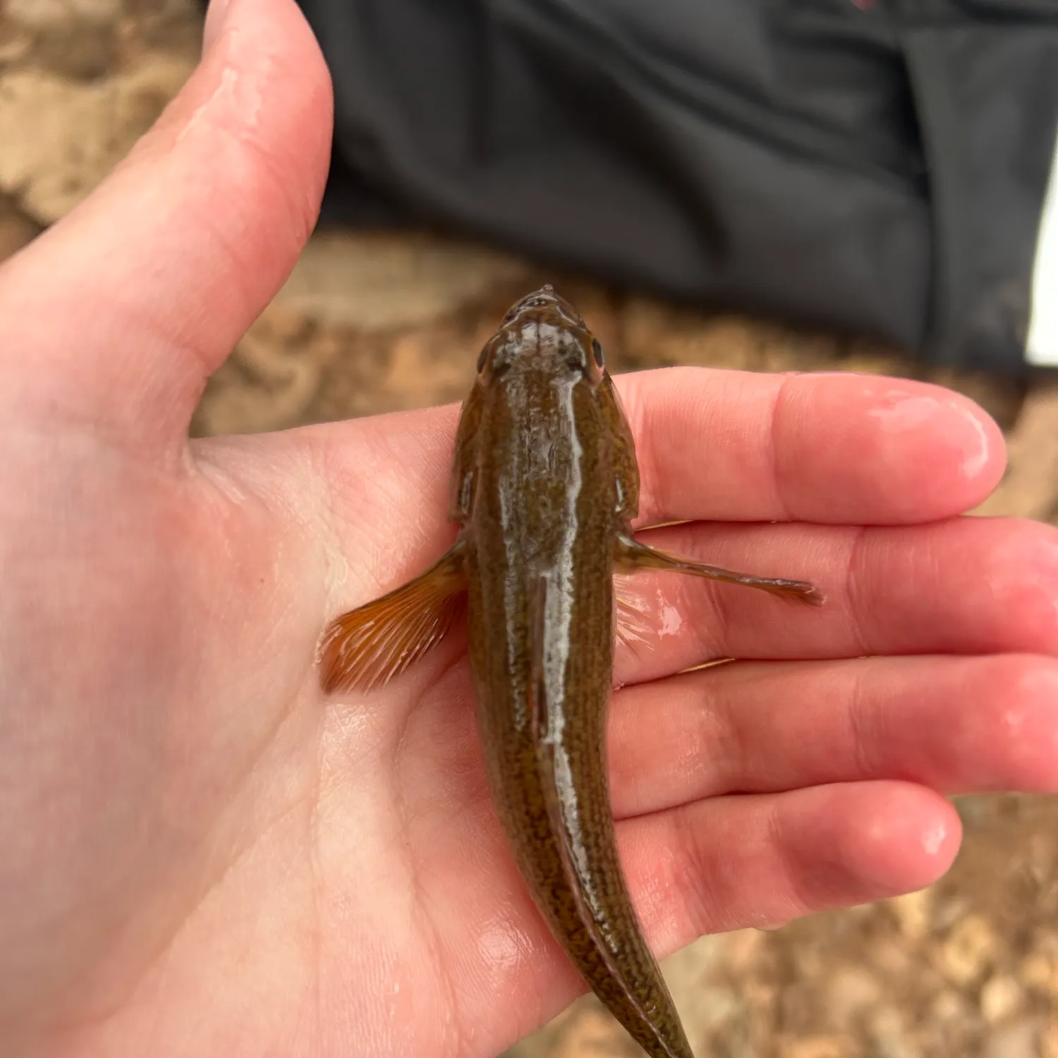 Round goby caught on Fishbrain