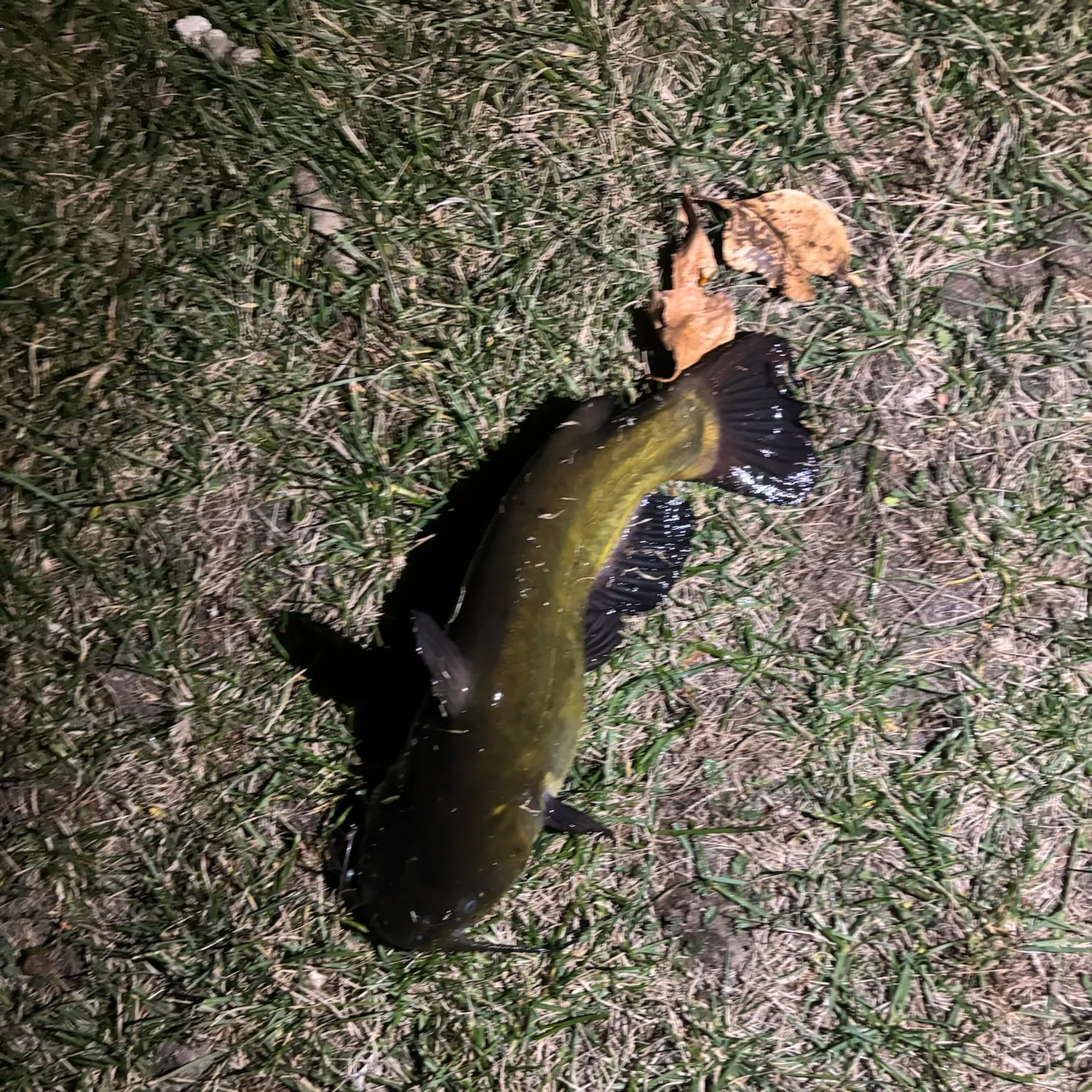Fish caught on Fishbrain