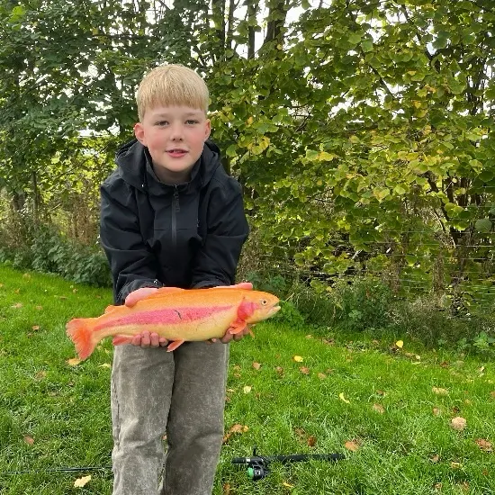 The most recent Golden rainbow trout catches on Fishbrain