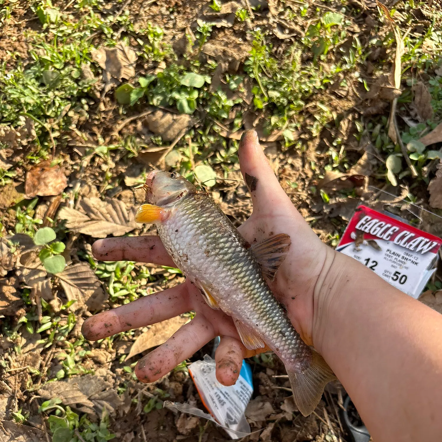The most recent Eastern creek chubsucker catches on Fishbrain