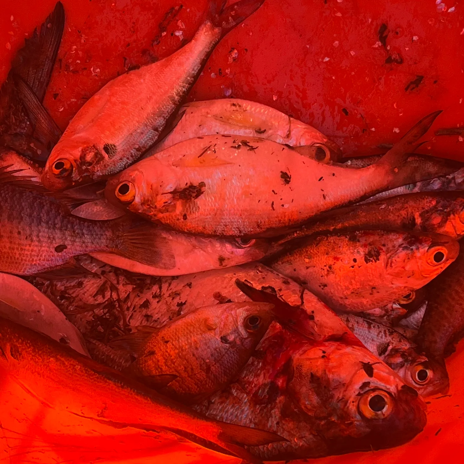 The most recent Mooneye catches on Fishbrain