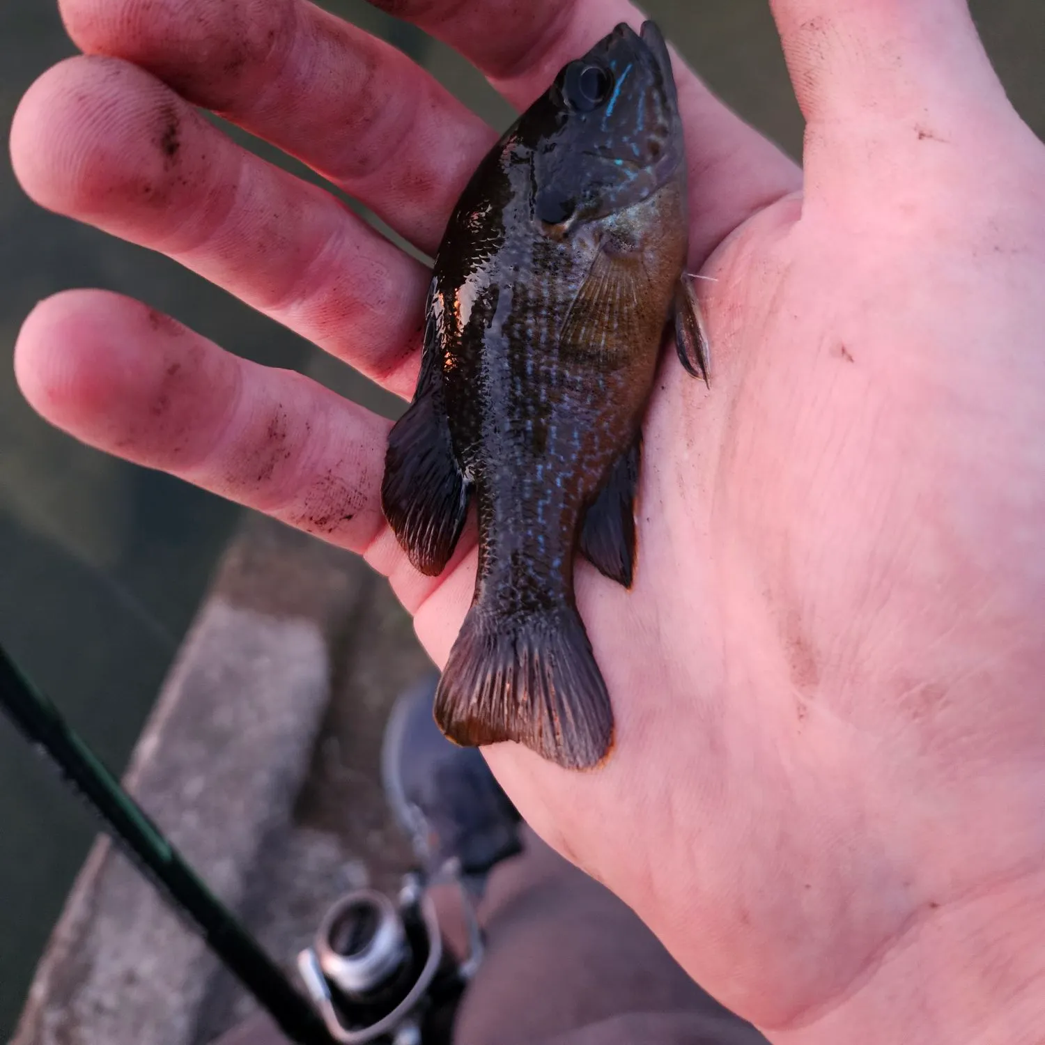 Greengill hybrid caught on Fishbrain