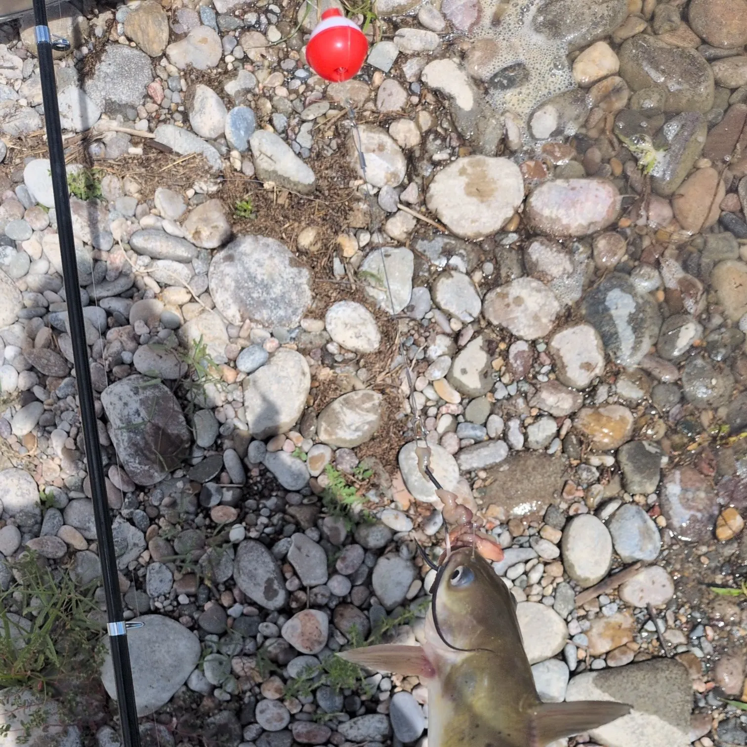 Channel catfish caught on Fishbrain