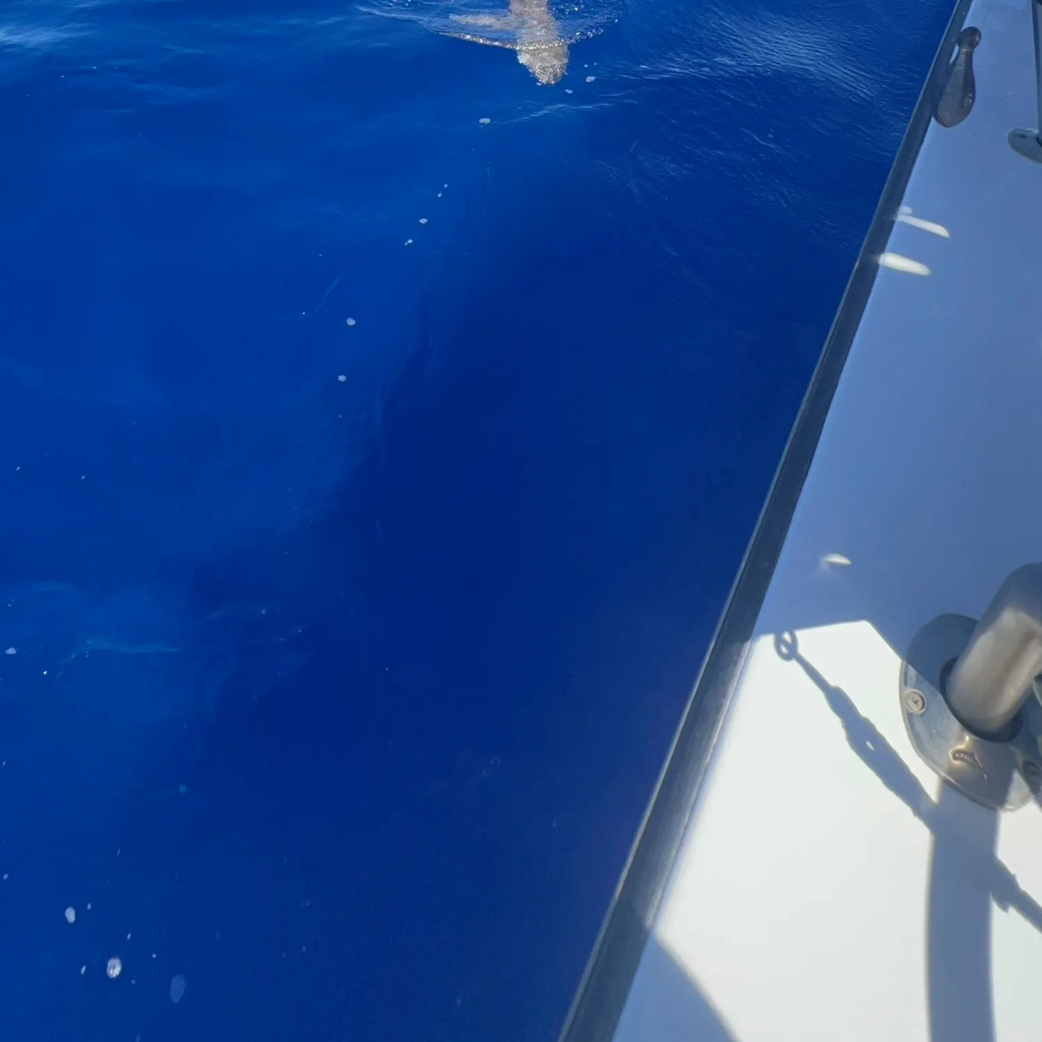 The most recent Dusky shark catches on Fishbrain