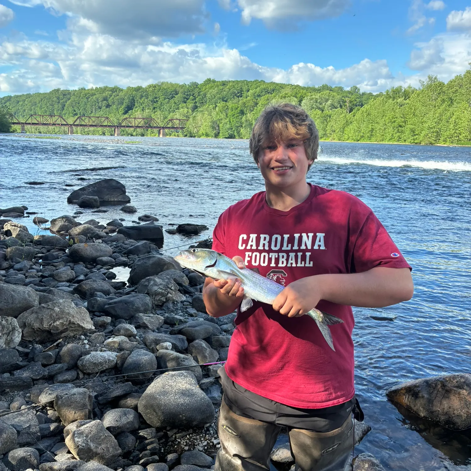 The most recent American shad catches on Fishbrain
