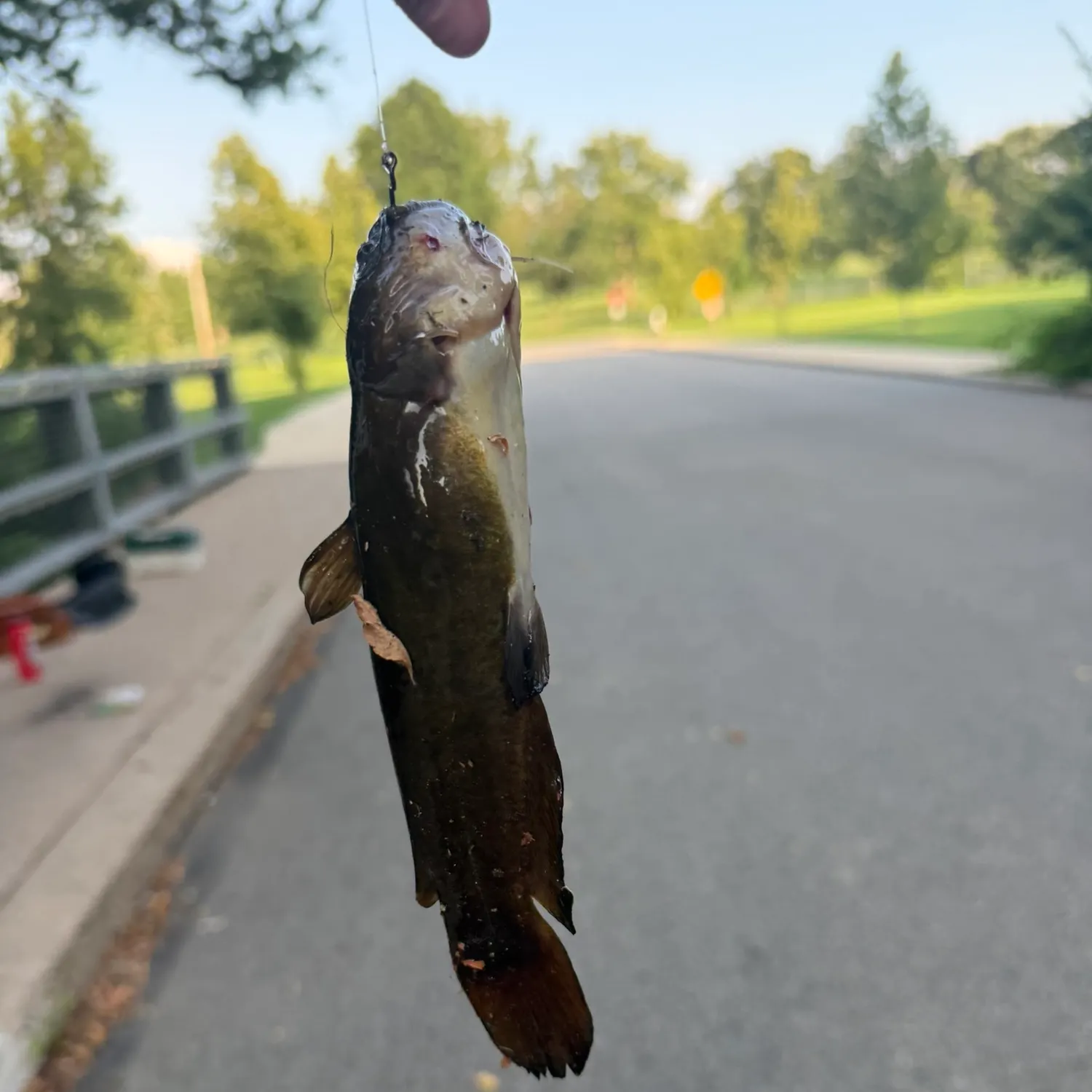 Fish caught on Fishbrain