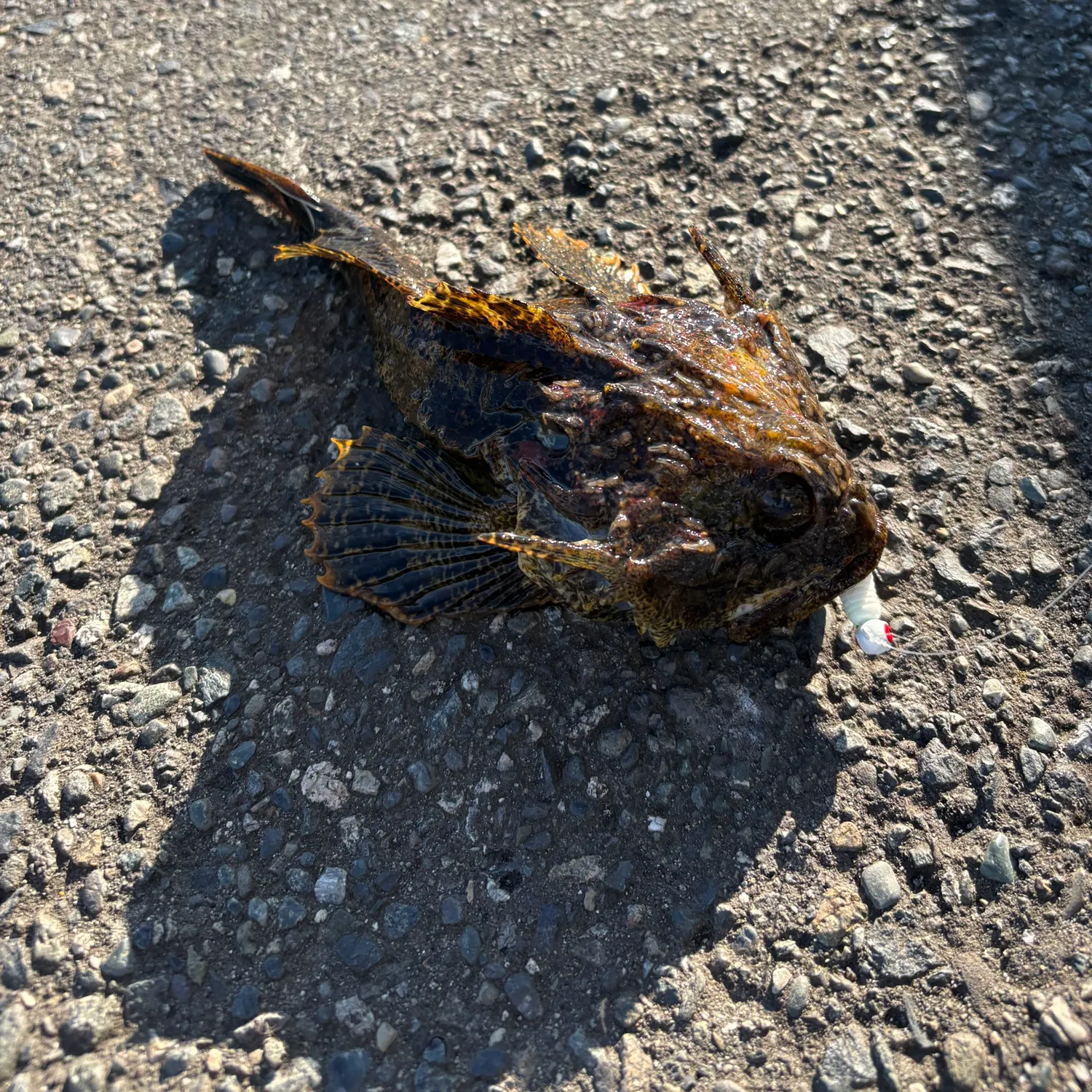 The most recent Great sculpin catches on Fishbrain