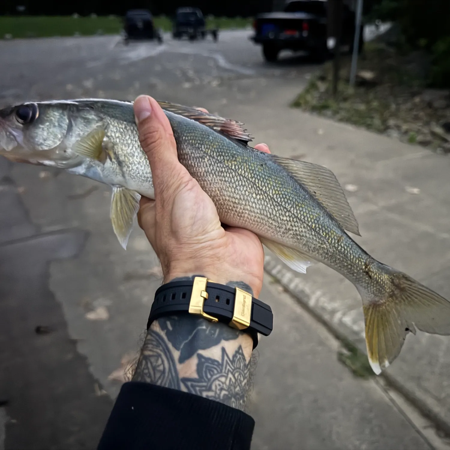 Walleye caught on Fishbrain