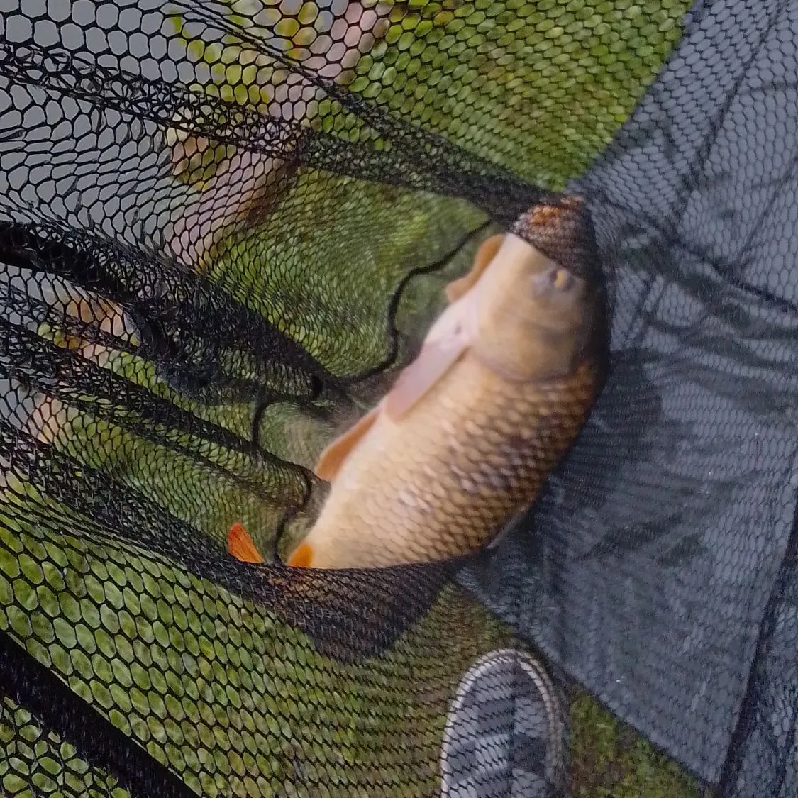 Common carp caught on Fishbrain