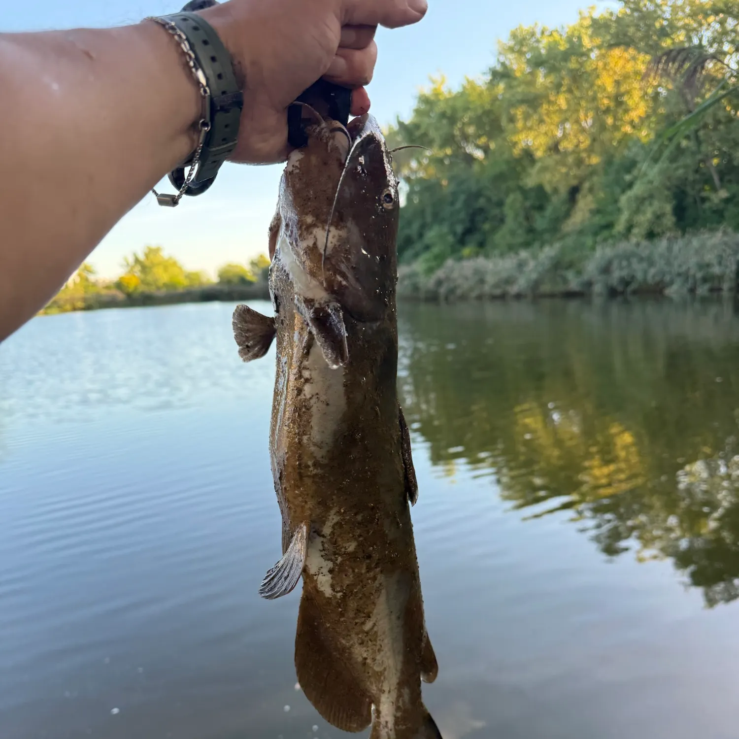 Channel catfish caught on Fishbrain