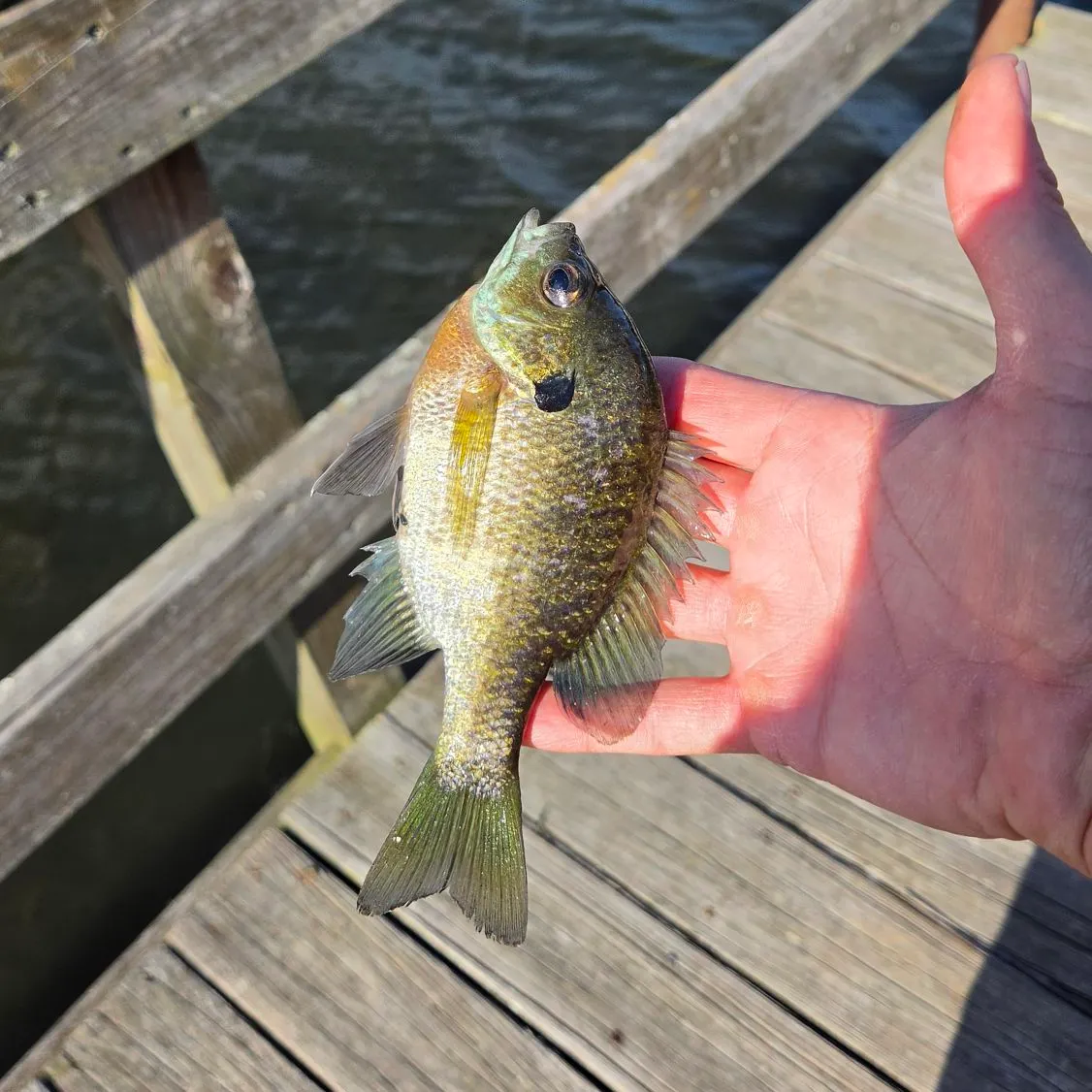 Bluegill caught on Fishbrain