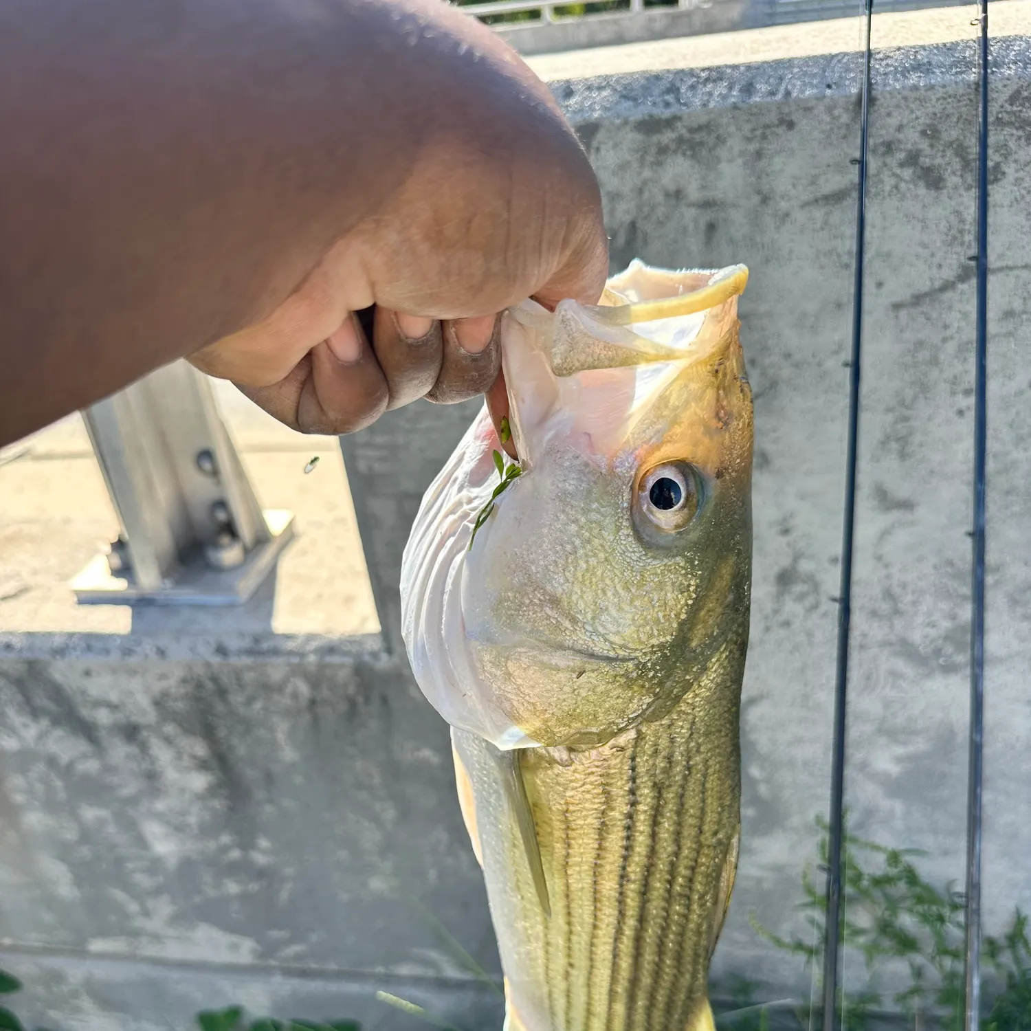 Striped bass caught on Fishbrain