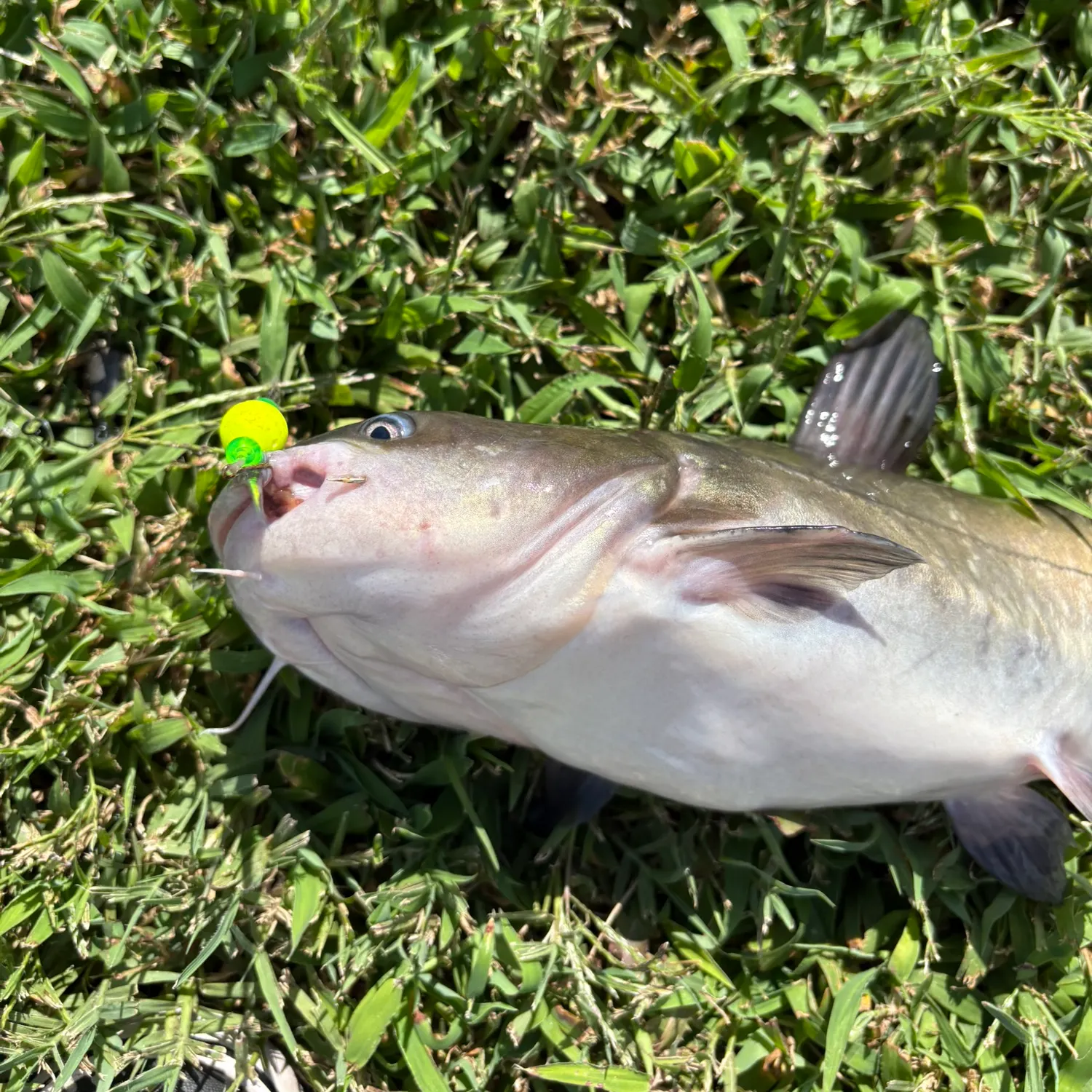 Blue catfish caught on Fishbrain