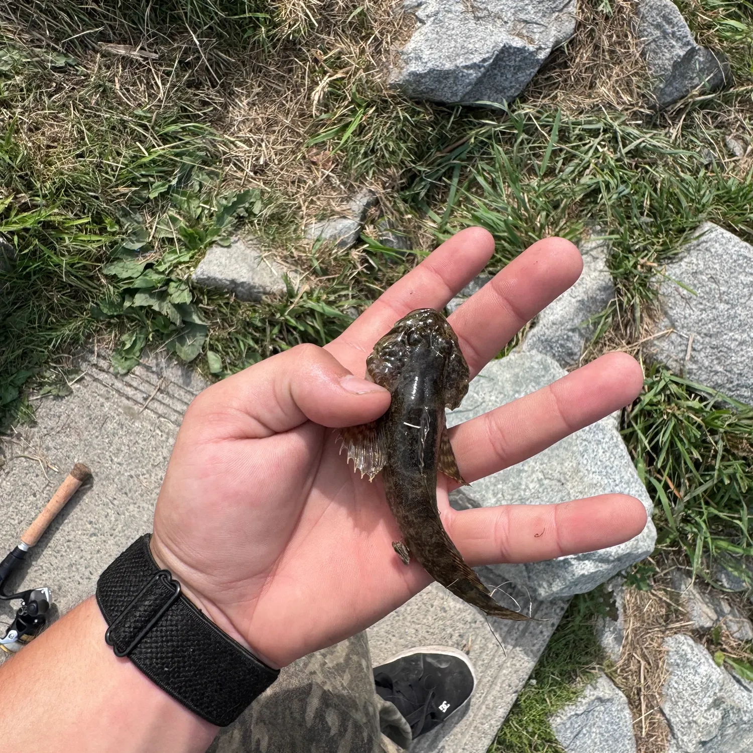 The most recent Prickly sculpin catches on Fishbrain