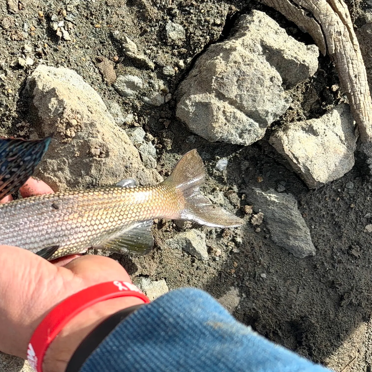 Fish caught on Fishbrain