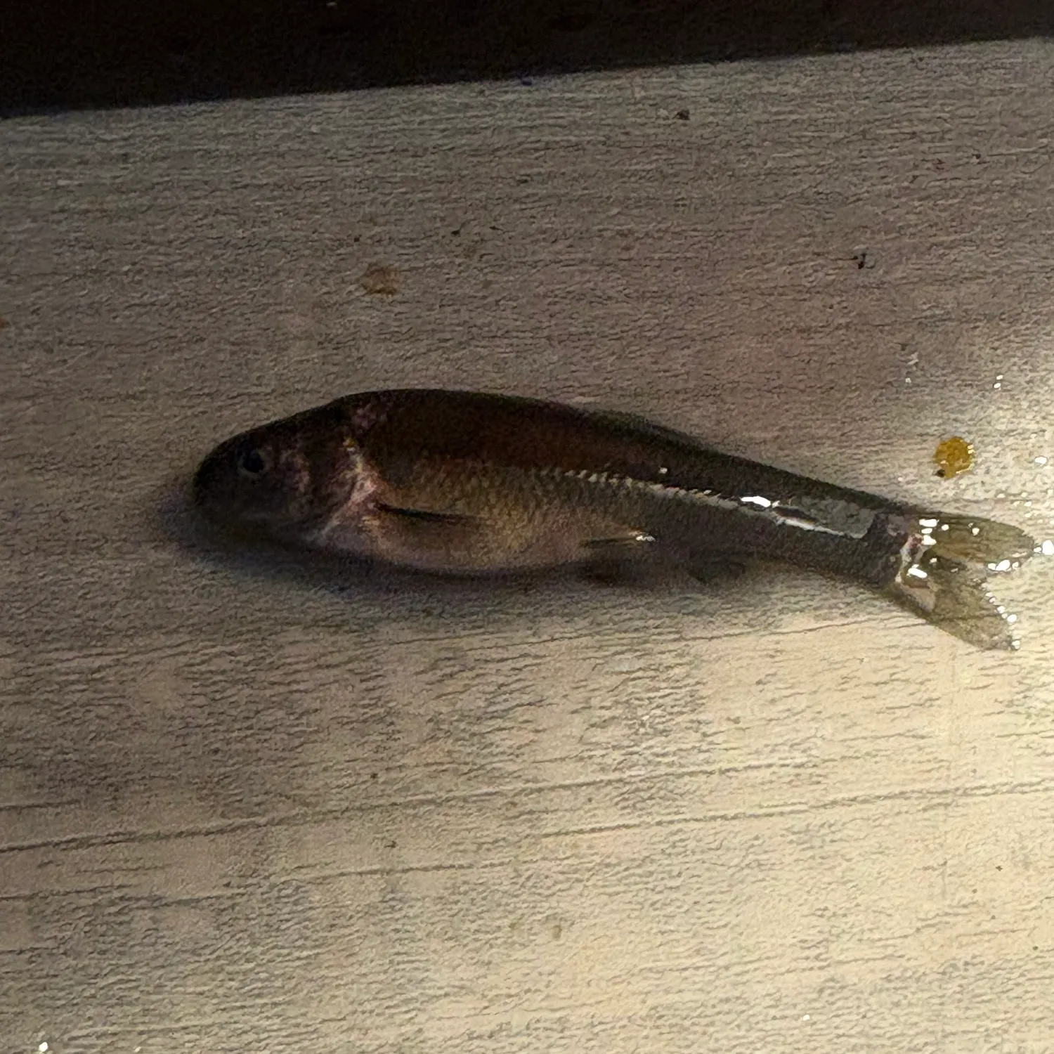 The most recent Bullhead minnow catches on Fishbrain