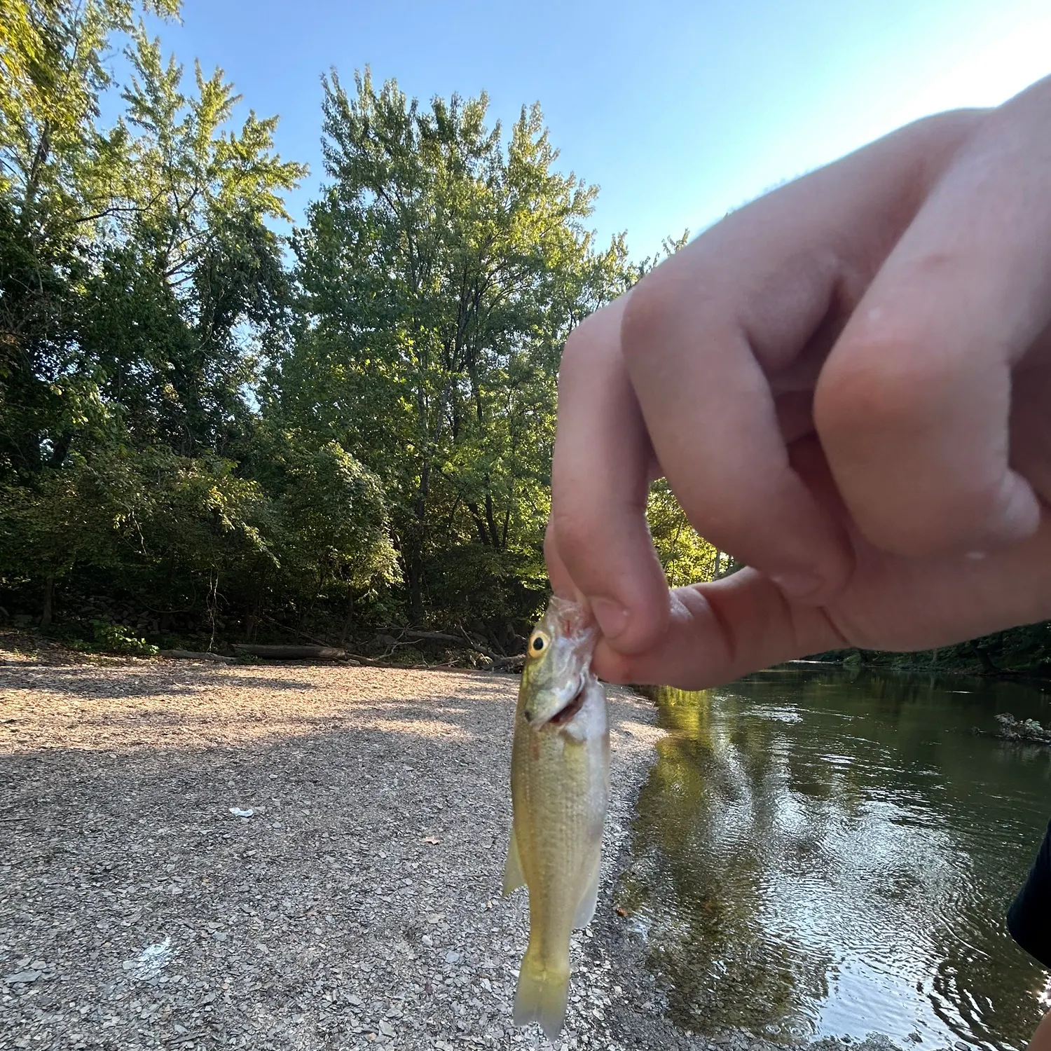 Creek chub caught on Fishbrain