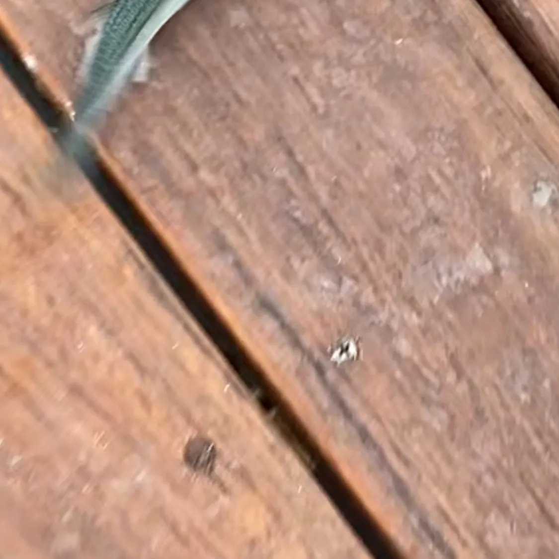 The most recent European garfish catches on Fishbrain