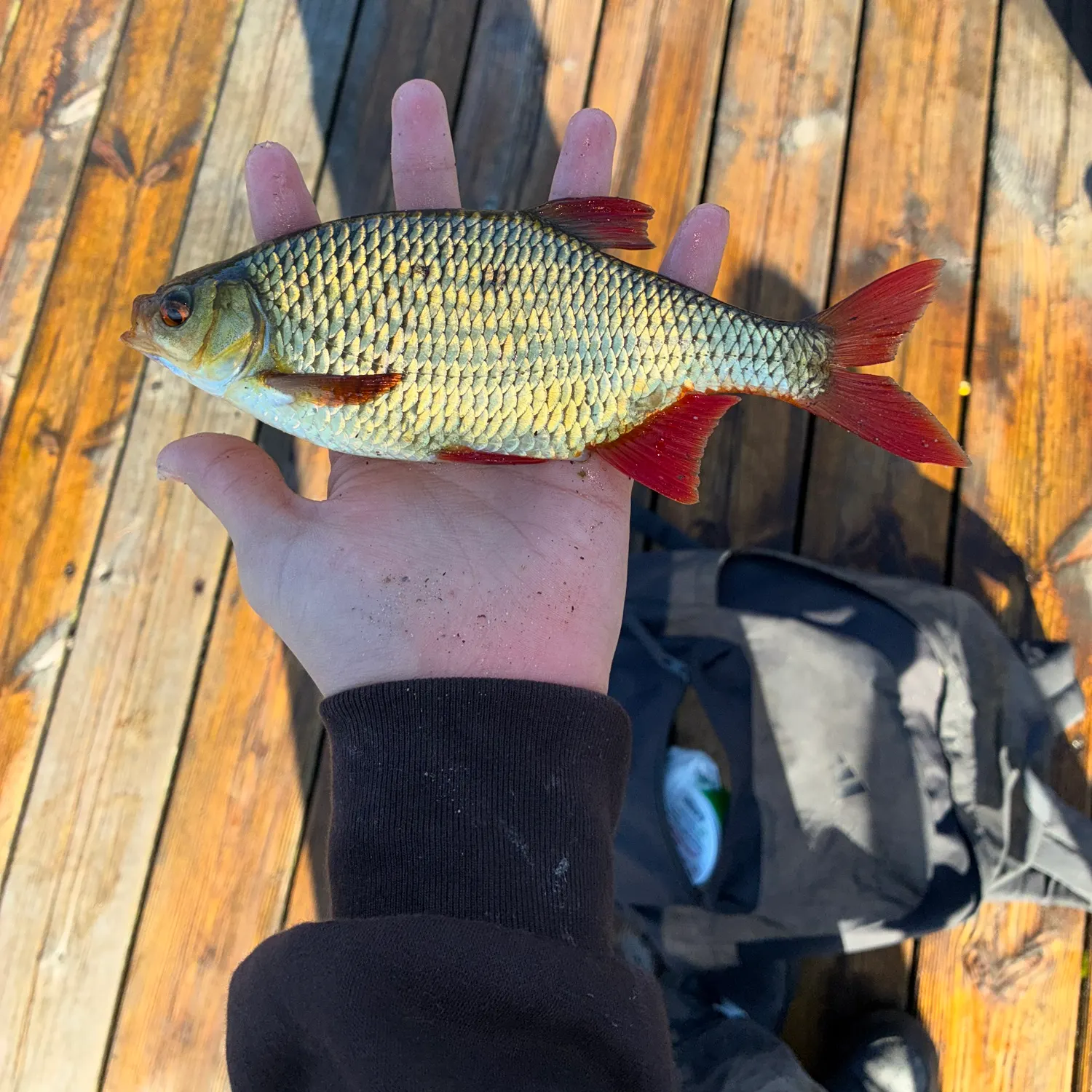 Common rudd caught on Fishbrain