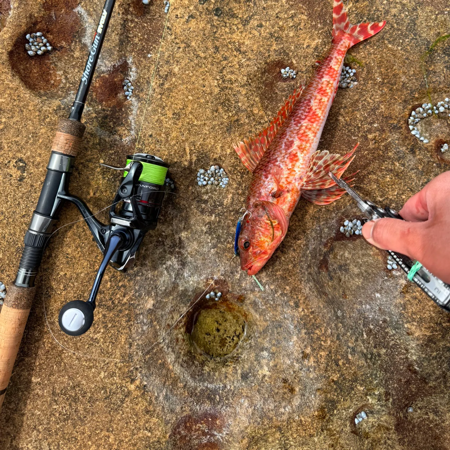 recently logged catches