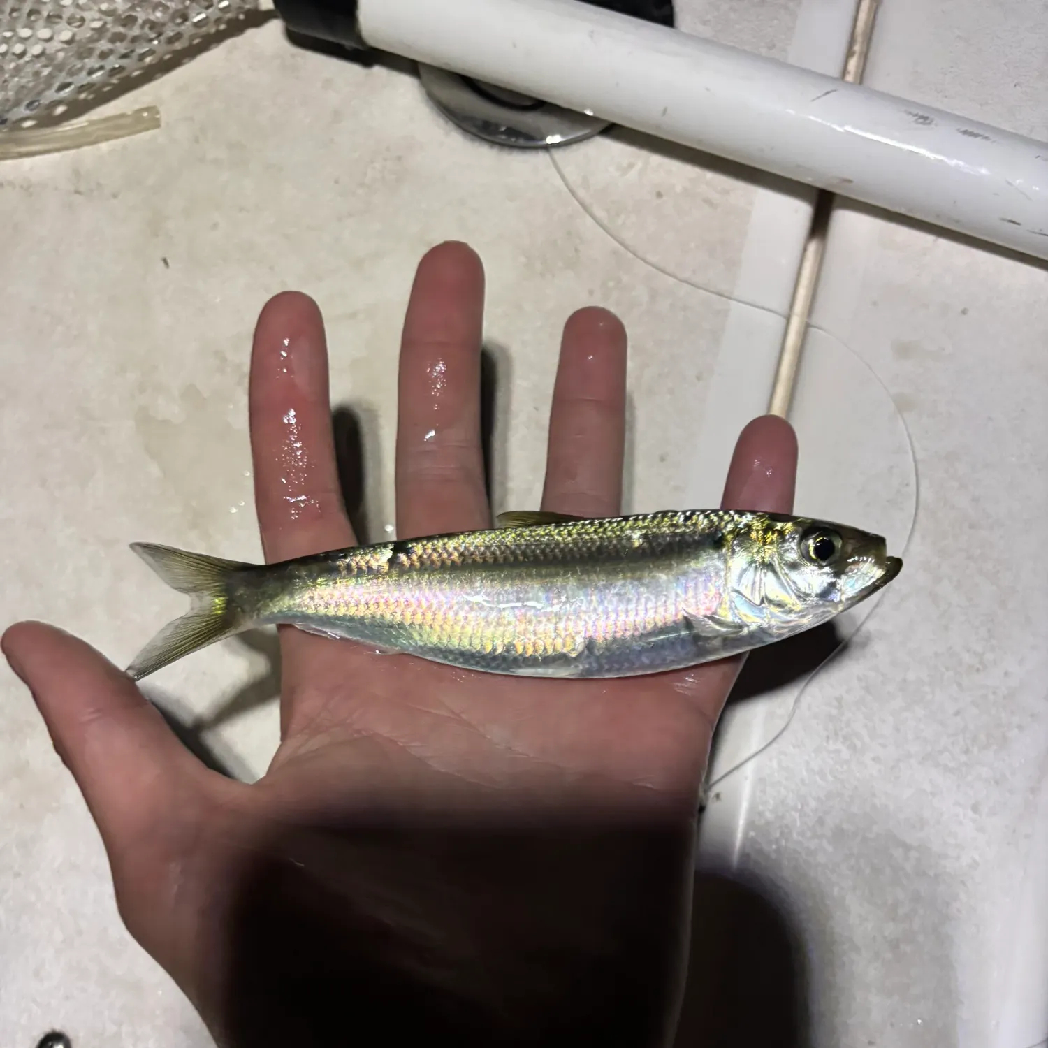 The most recent Bluestripe herring catches on Fishbrain
