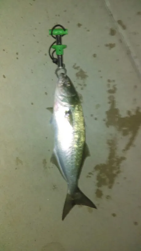 Post image from Fisherholic51