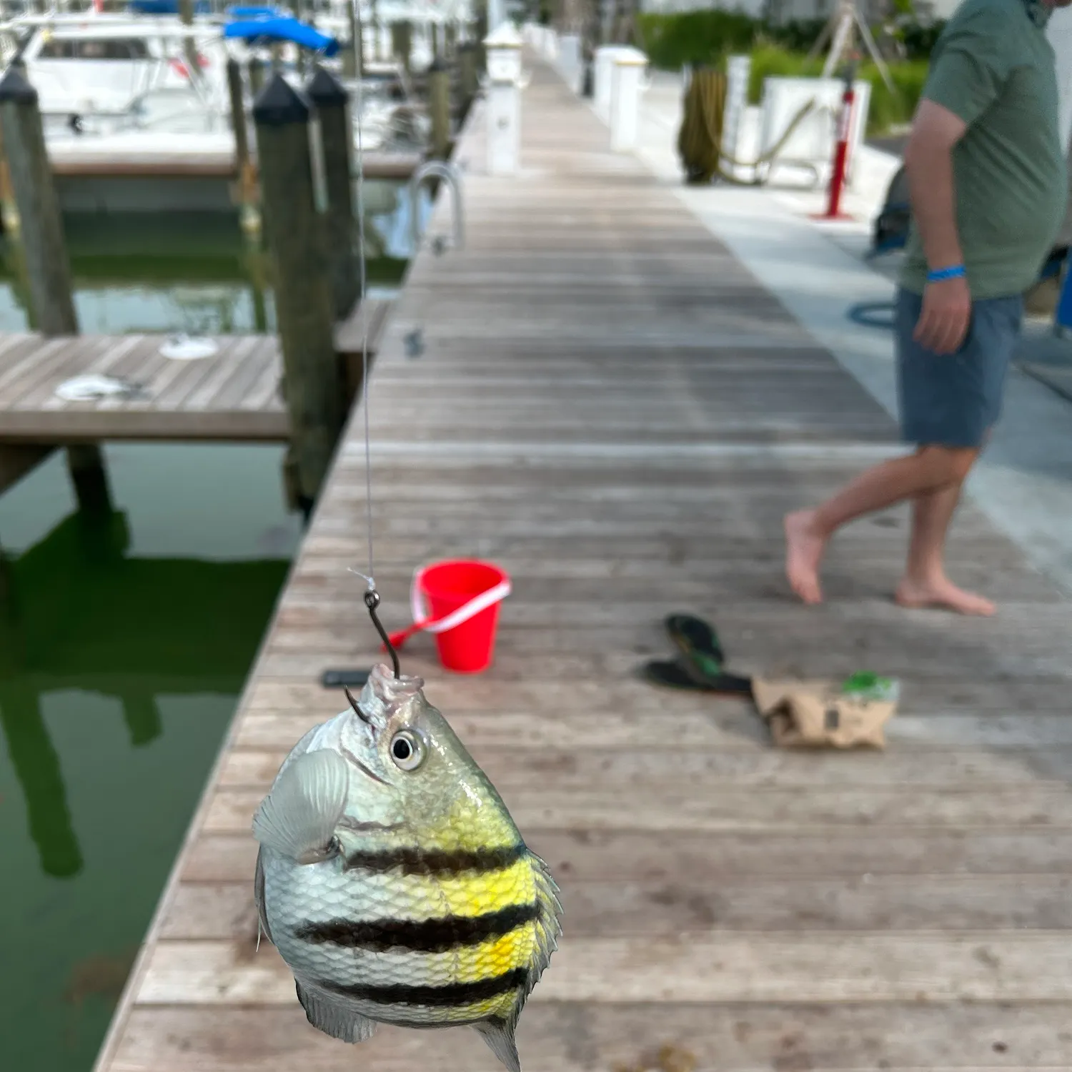 The most recent Sergeant-major catches on Fishbrain