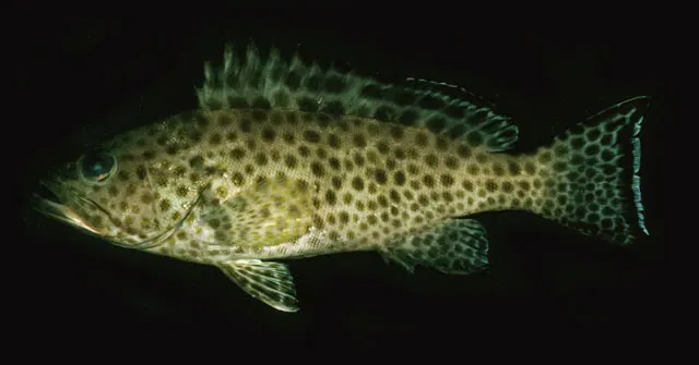 Areolate grouper