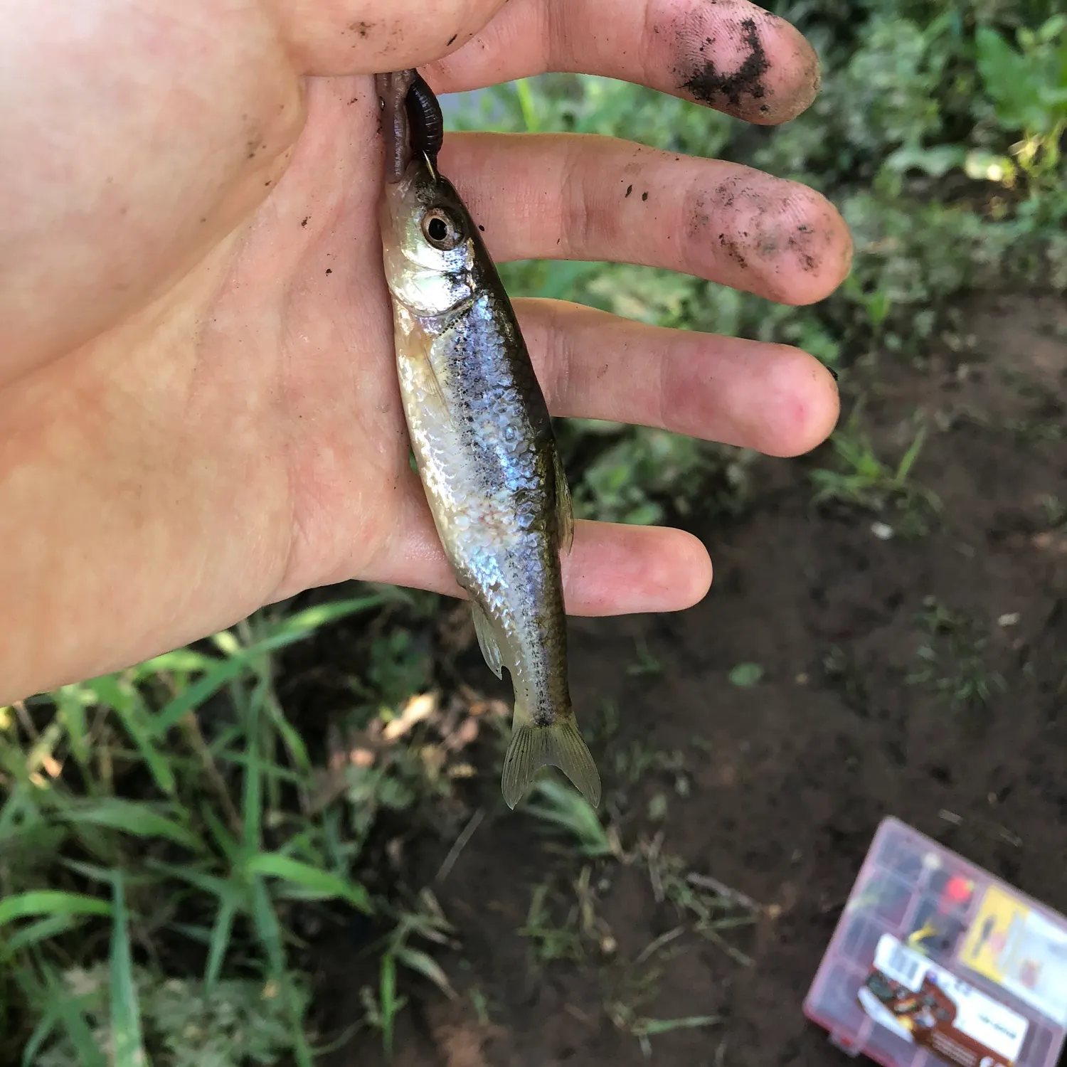 The most recent Spottail shiner catches on Fishbrain