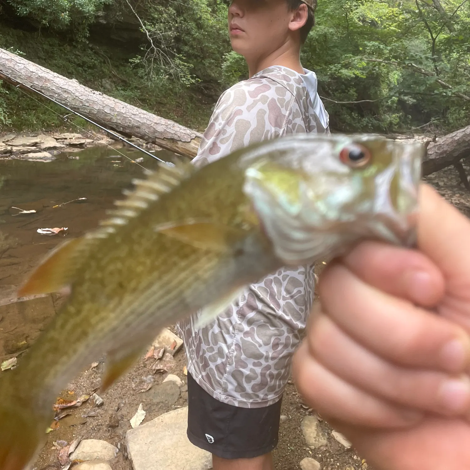Tallapoosa bass caught on Fishbrain