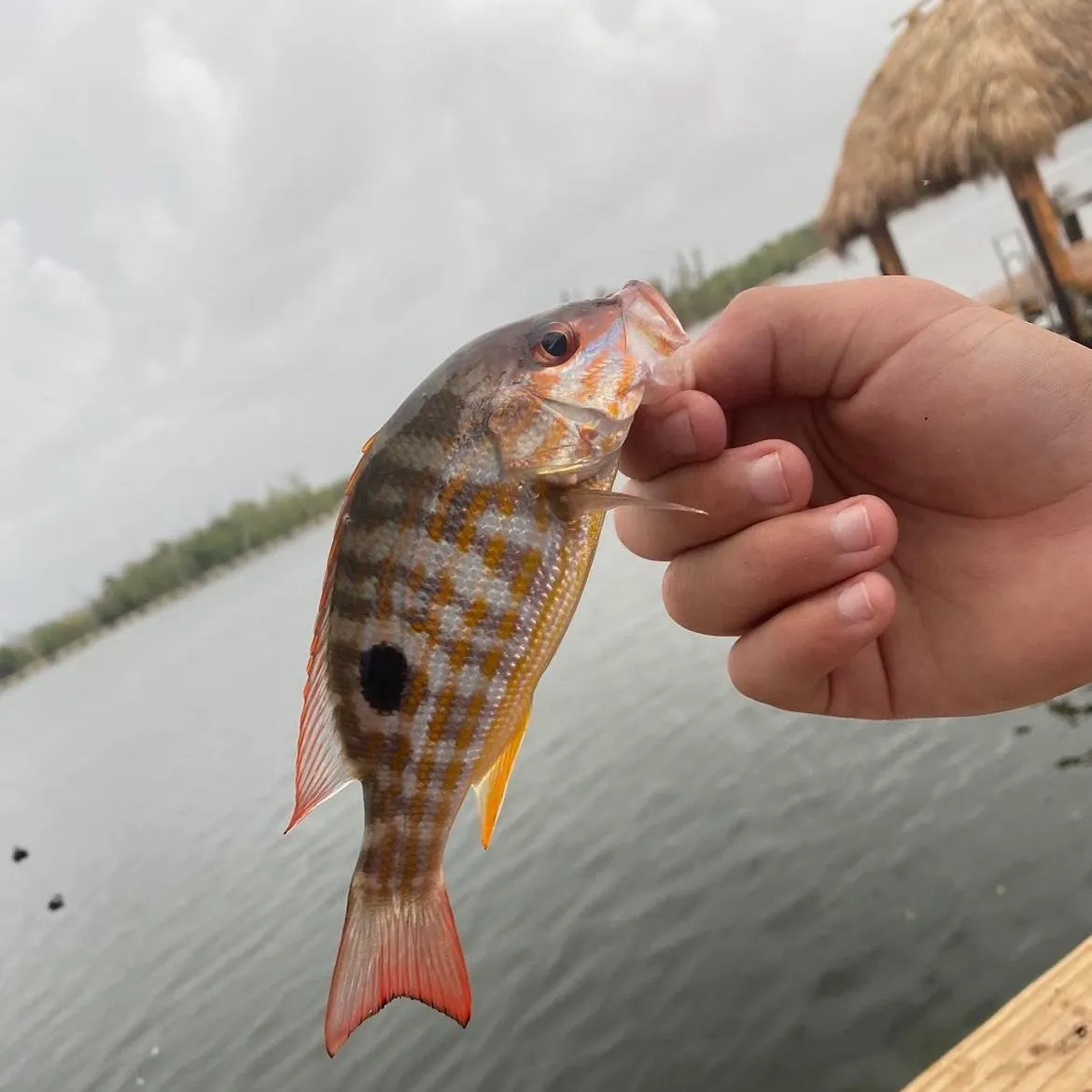 The most recent Lane snapper catches on Fishbrain