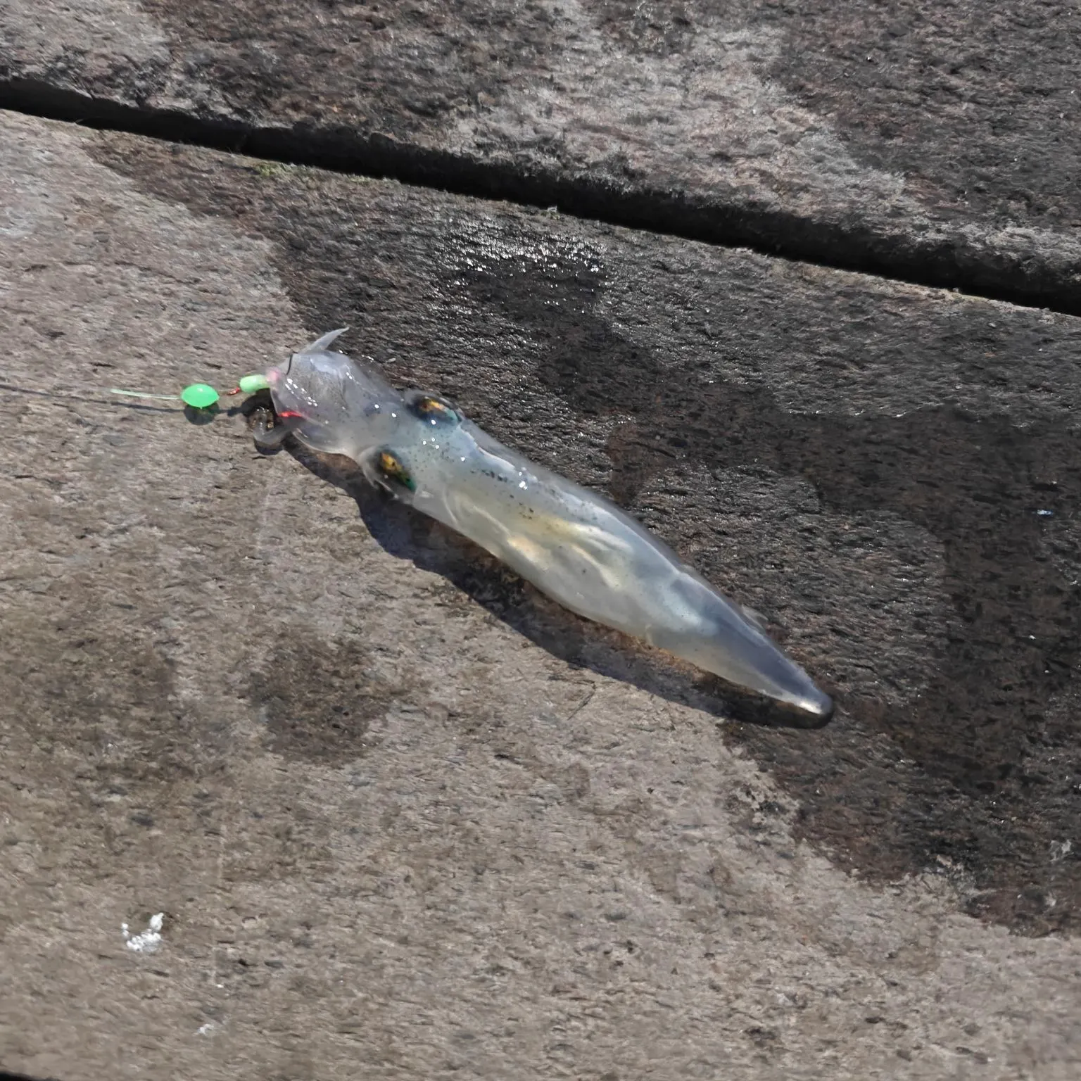 The most recent Market squid catches on Fishbrain