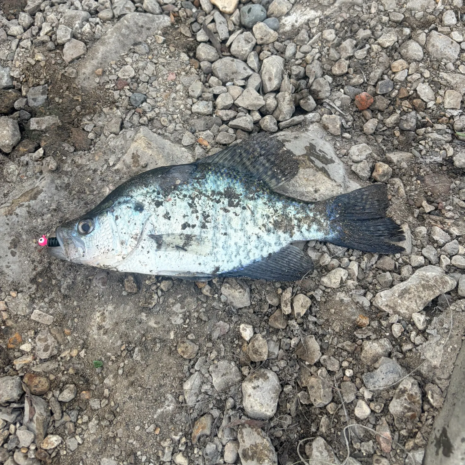 White crappie caught on Fishbrain